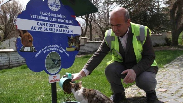 Elazığ'da sokak hayvanları unutulmadı