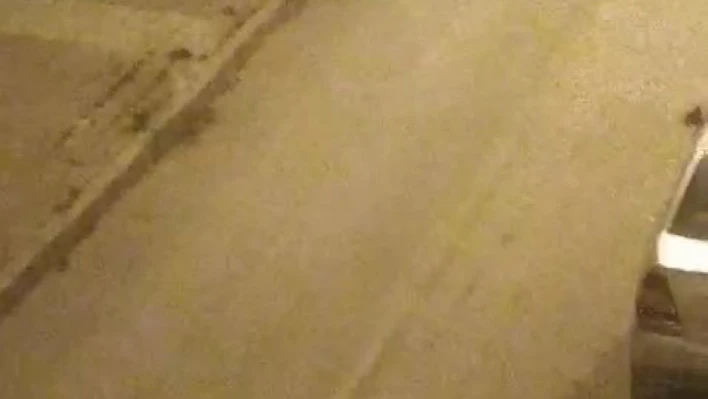Elazığ'da sokak köpekleri kediyi parçaladı