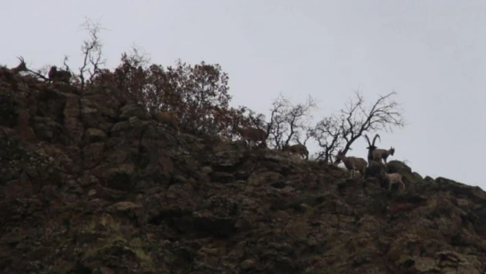 Elazığ'da yaban keçisi envanter çalışması yapıldı