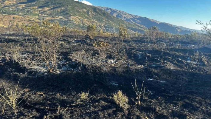 Elazığ'da yangın: 4 kişi yaralandı, yüzlerce kayısı ağacı yandı