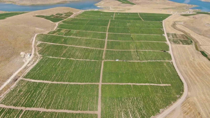 Elazığ domatesi dünya sofralarını renklendiriyor