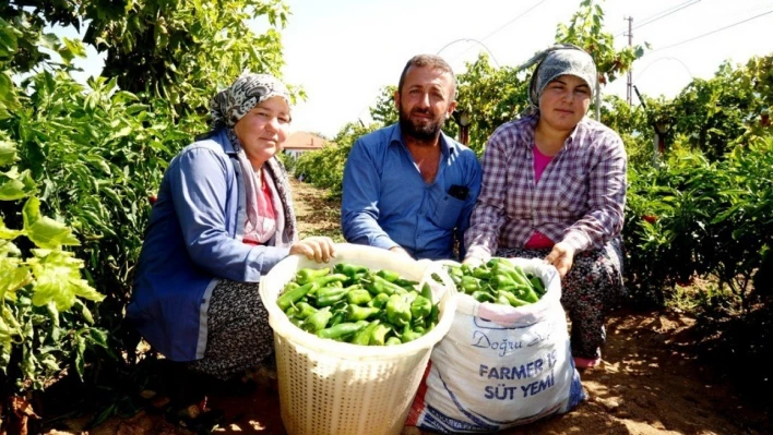 Emcelli Biberi'ne coğrafi mahreç işareti