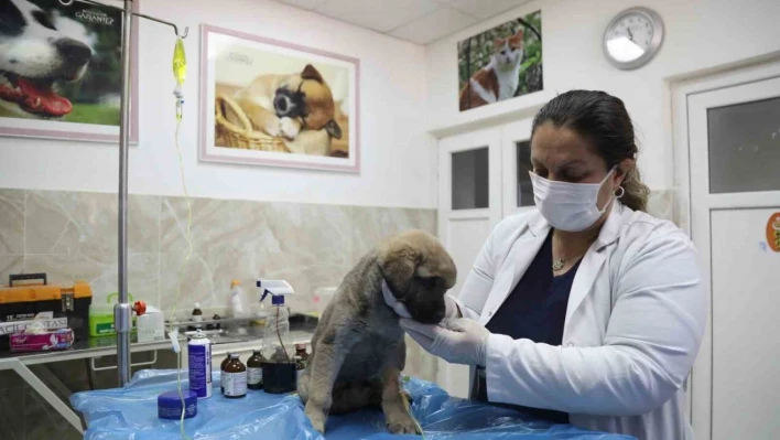 Enkazda sahiplerini kaybeden 'Afet' isimli köpeğe büyükşehir sahip çıktı