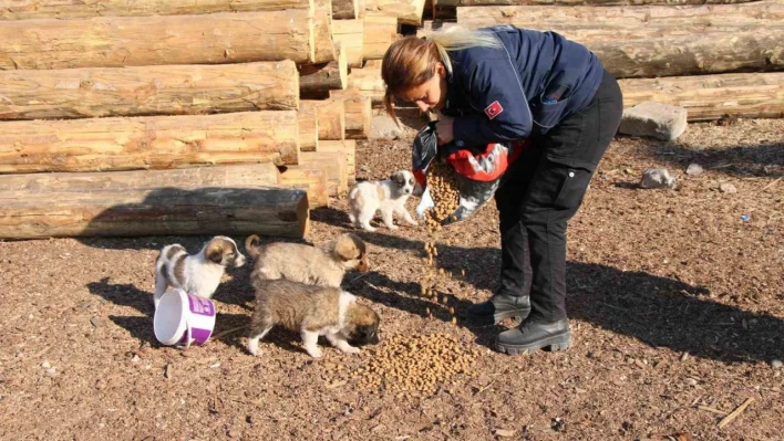 Erciş belediyesi sokak hayvanlarını unutmuyor