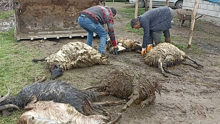 Erciş'te ahıra kurt girdi, koyunları telef etti