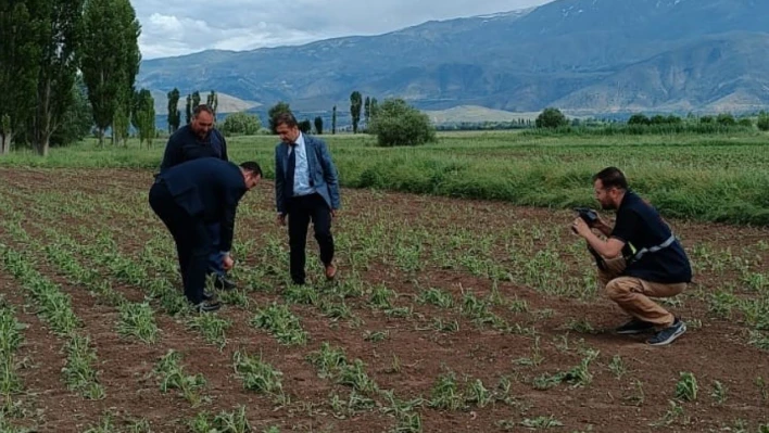 Erzincan'da 2 bin dönüm ekili araziyi dolu vurdu