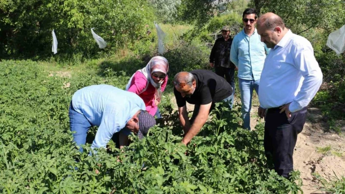 Erzincan'da patates üretimi devlet eliyle yaygınlaşıyor