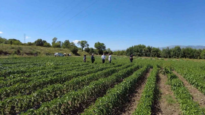 Erzincan'da sebze üretimi artıyor