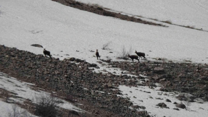 Erzincan'da, sürü halindeki şamualar görüntülendi