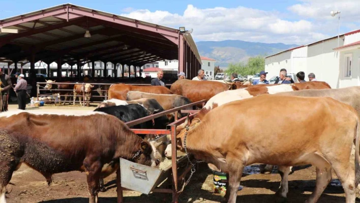 Erzincan'da vatandaşlar kurbanlık almak için arefe gününü bekliyor