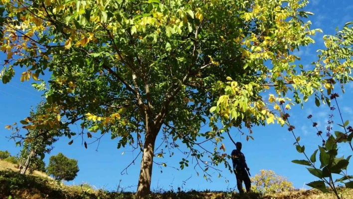 Erzincan'ın Sancak kenti Kemah: 32 bin ceviz ağacı yetiştiriciliği ile ekonomiye katkı sağlıyor