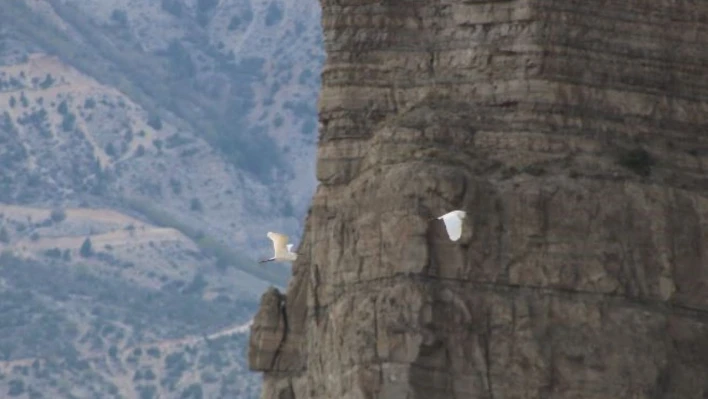 Erzurum'da büyük ak balıkçıl dron ile görüntülendi