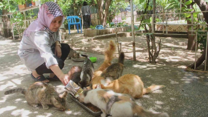 Evini sokak kedilerine açtı, sokak hayvanlarının annesi oldu