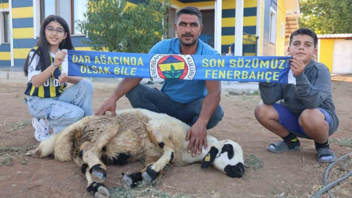Fenerbahçe'nin makus tarihi değişsin diye, adadıkları hayvanı kestiler