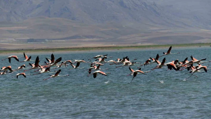 Flamingolar kuraklığa rağmen Erçek Gölü'nde