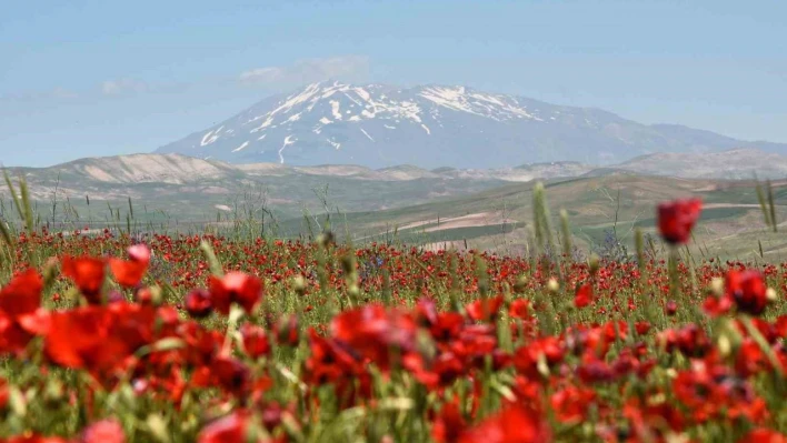 Gelinciklerin Süphan Dağı ile oluşturduğu manzara hayran bırakıyor