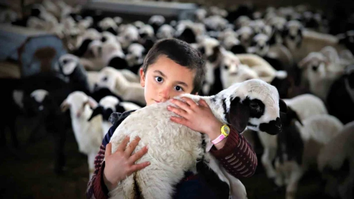 Göçerlerin 'kuzu' mutluluğu