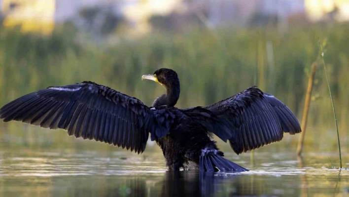 Göçmen kuşların Afrika- Asya yolculuğunun mola noktası: Ekşisu Sazlığı Sulak Alanı