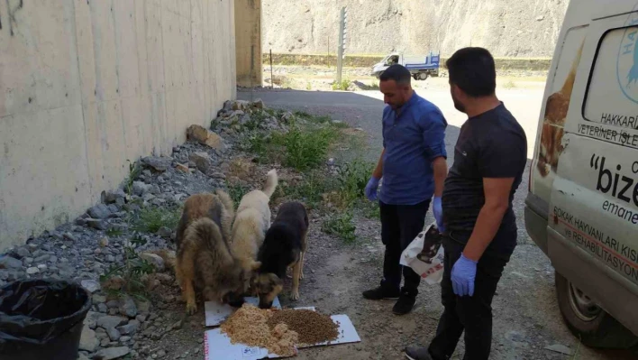 Hakkari'de sokak hayvanları için sakatat bırakıldı