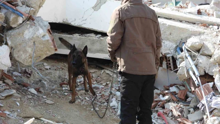 Hasta olmasına rağmen 'Tetik' hassas burnu ile 33 kişinin kurtarılmasını sağladı