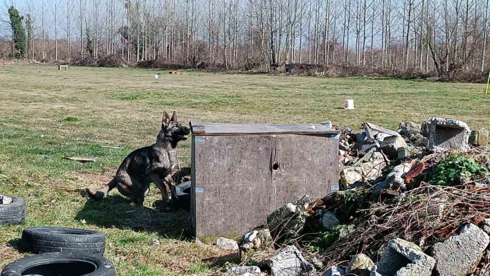 Hayat kurtaran köpekler böyle yetişiyor