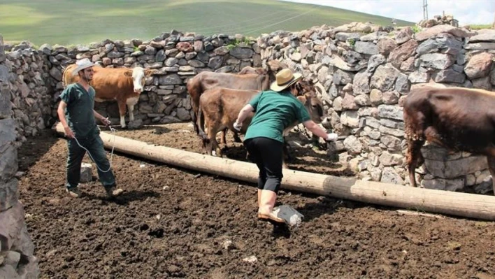 Hayvan aşılama ve küpeleme çalışmaları devam ediyor