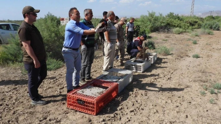 Iğdır'da bin adet sülün doğaya bırakıldı