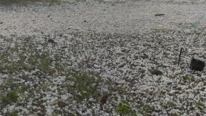 Iğdır'da yağan dolu ekili alana zarar verdi