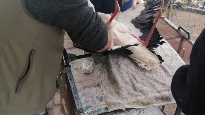 Iğdır'da yaralı leylek tedavi altına alındı