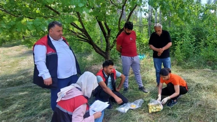 Iğdır'da yetişen ürünlerden numune alınıyor