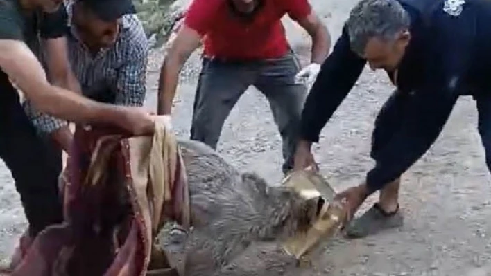 Kafası tenekeye sıkışan yavru ayı kurtarıldı