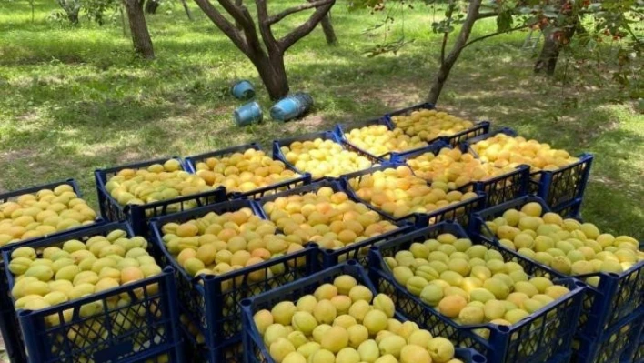 Kağızman kayısısı pazarlarda yerini aldı