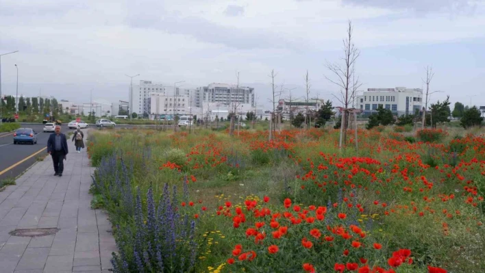 Kampüste gelincik şöleni