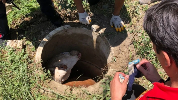 Kanalizasyon kuyusuna düşen inek itfaiye ekiplerince kurtarıldı