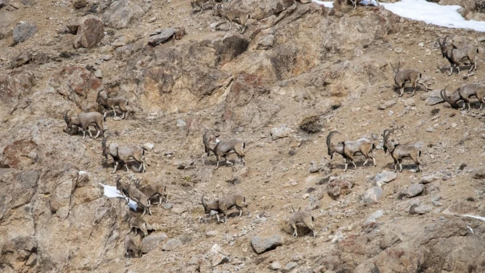 Kara avcılığı geçici süreliğine yasaklanınca yaban keçileri yola kadar indi