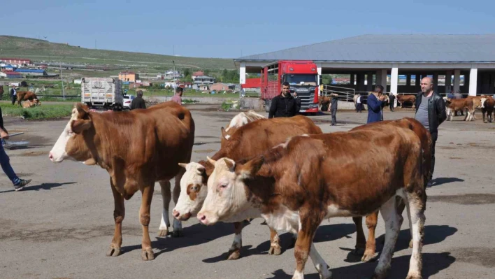 Kars Hayvan Pazarı'nda durgunluk yaşanıyor