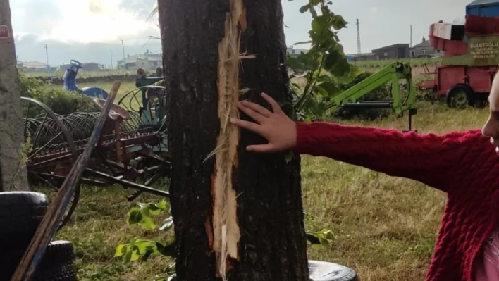 Kars'ta bir evin bahçesindeki ağaca yıldırım düştü