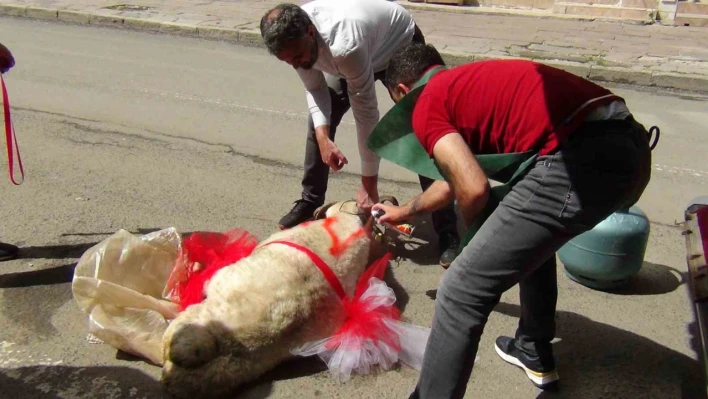 Kars'ta geline 'süslü koç gönderme geleneği' sürüyor