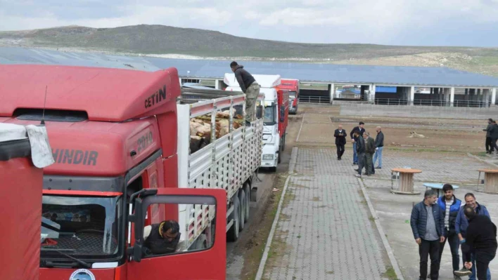 Kars'ta Hayvan Pazarı'nda ilk gün bereketi