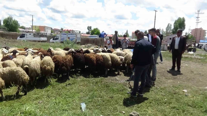 Kars'ta kurbanlık çok, alan yok