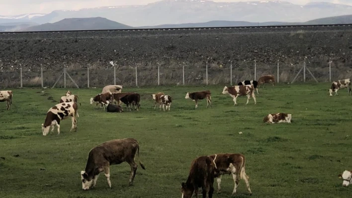 Kars'ta meralar renklendi