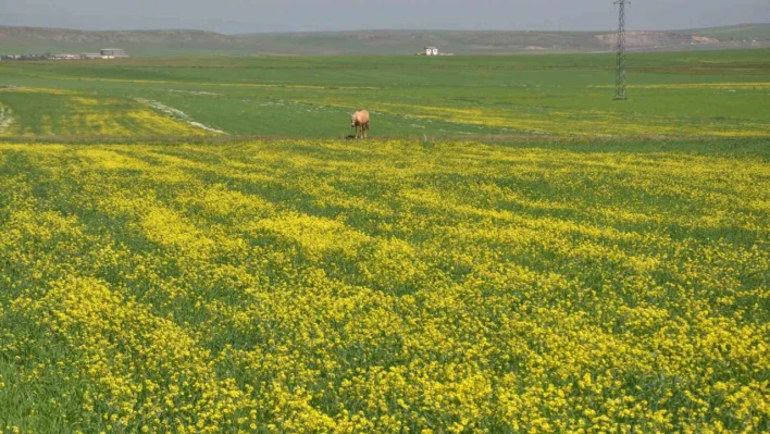 Kars'ta renk cümbüşü yaşanıyor