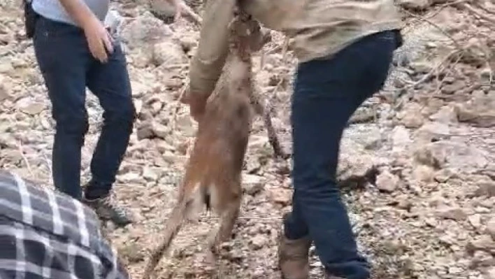 Kayalıklarda mahsur kalıp suya atlayan yavru dağ keçisi kurtarıldı