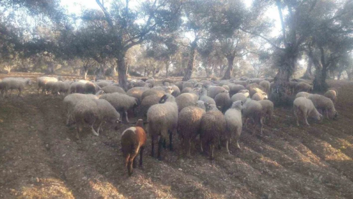 Kaybolan koyunları jandarma buldu