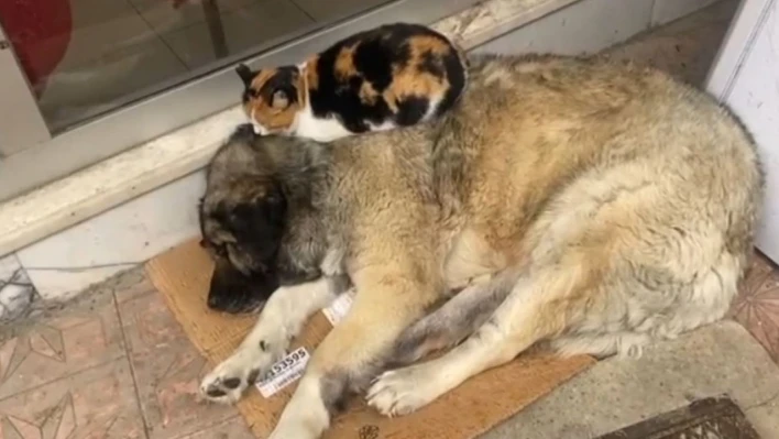 Kedi, soğuktan korunmak için köpeğe sığındı: O anlar yürekleri ısıttı
