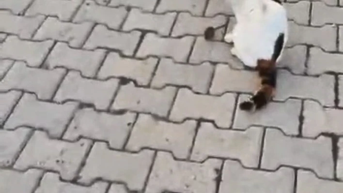 Kedinin fareyle oyunu kamerada