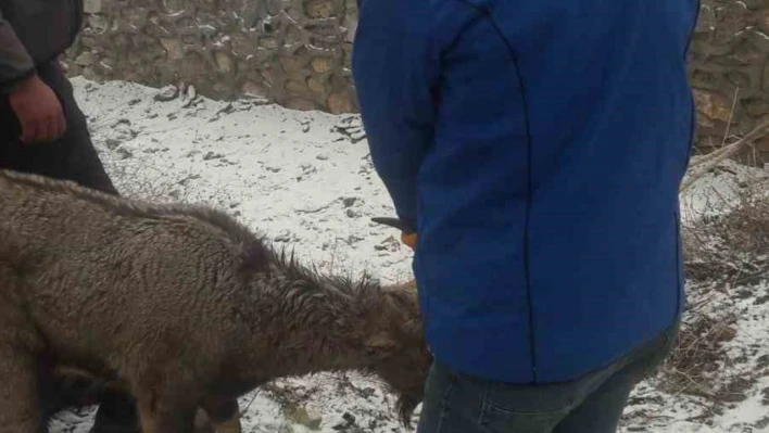 Köpeklerin saldırısına uğrayan yaban keçisi tedavi altına alındı