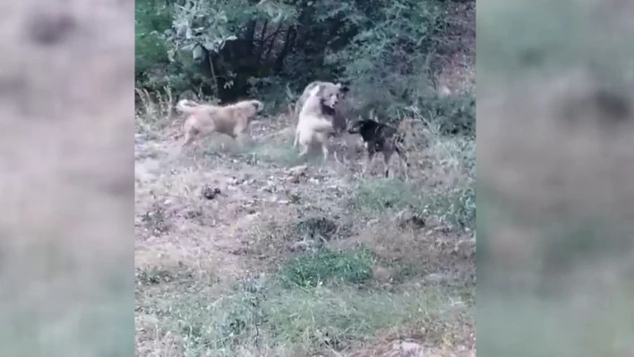 Köyün yakınlarına kadar inen boz ayıya çoban köpekleri geçit vermedi