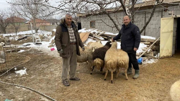 Kulu'da küçükbaş hayvan sahiplerinden depremzedeler yardım