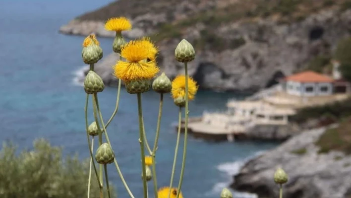 Kuşadası Belediyesi'nden 'Doğal Botanik Parka' koruma çemberi